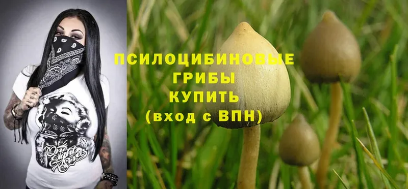 Псилоцибиновые грибы GOLDEN TEACHER  кракен как зайти  Большой Камень  где можно купить наркотик 